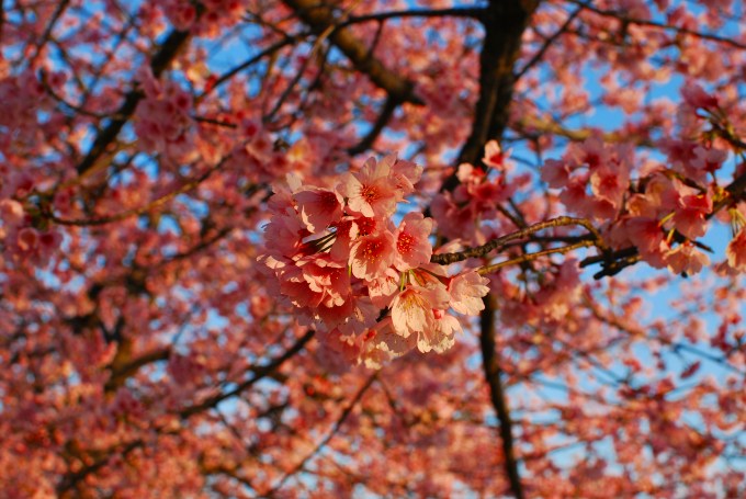 H22.03.22 桜　　 (22).jpg